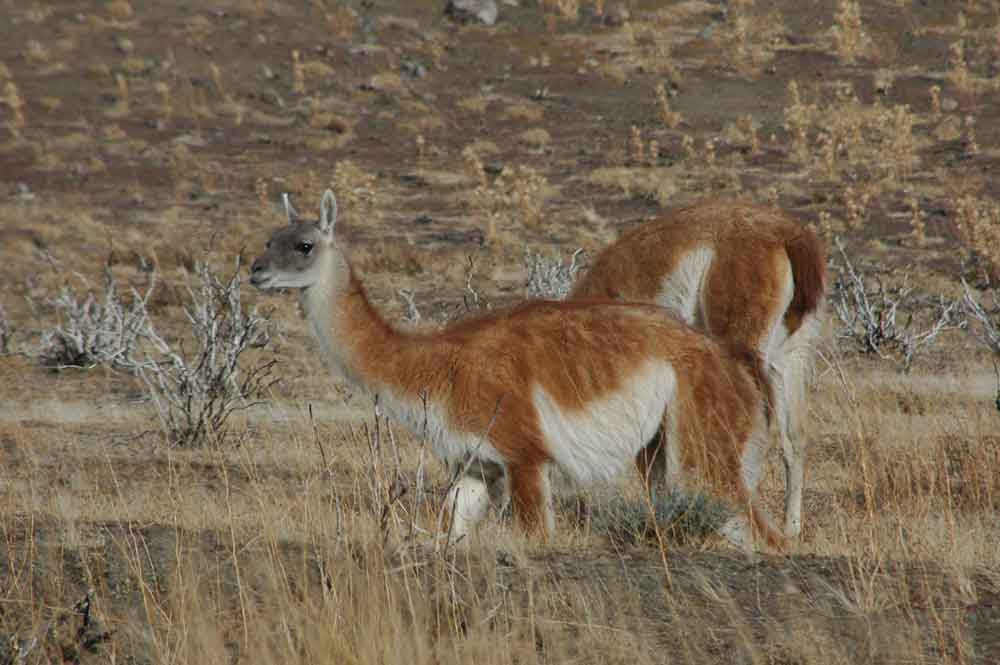 Guanaco - parque nacional de las Torres del Paine - Chile 3.jpg